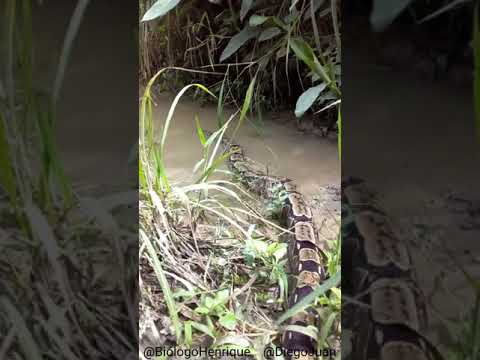Registro de Cobra Jiboia em Caruaru Pernambuco | Shorts | Biólogo Henrique