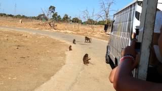 Safari Zoo Mallorca - Affenfütterung