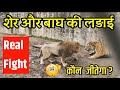 बाघ और शेर की लड़ाई | Lion vs tiger Real fight || who is king 👑 ?
