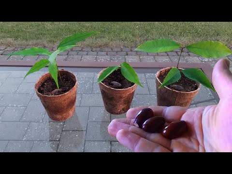 Growing Lychee (Litchi)