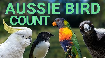 What Is the Aussie Bird Count? Join the 2024 Backyard Bird Count!