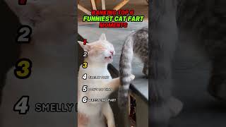 Ranking Cat Fart Moments