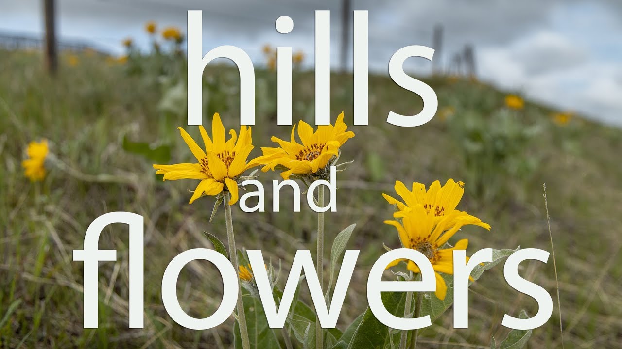 Hills and Flowers YouTube