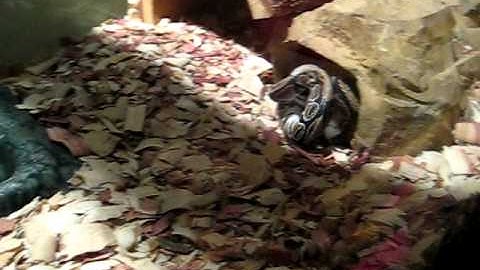 Ball python kills a mouse