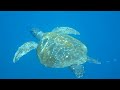 Green Sea Turtle (Chelonia mydas) eats Jellysfish off Kicker Rock, Galapagos Islands