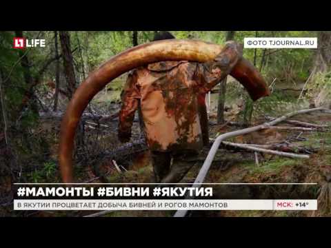 Бизнес на мамонтах