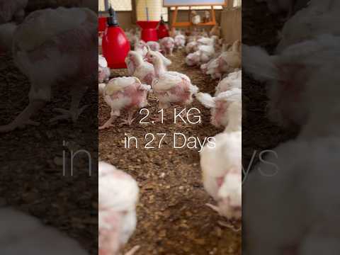 Whooping Broiler Weight