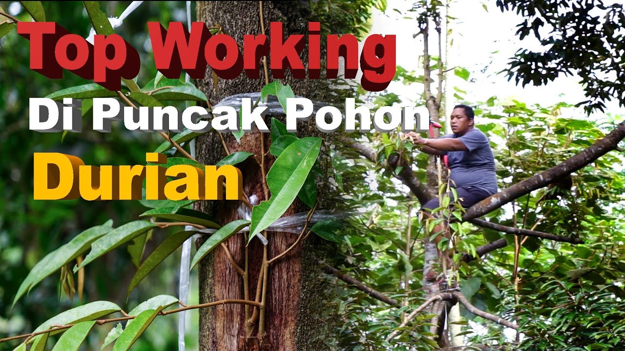 Top Working di Puncak Pohon Durian - YouTube