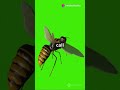 How bees outsmart hornets : Natures tiny warriors #shorts #facts#bees