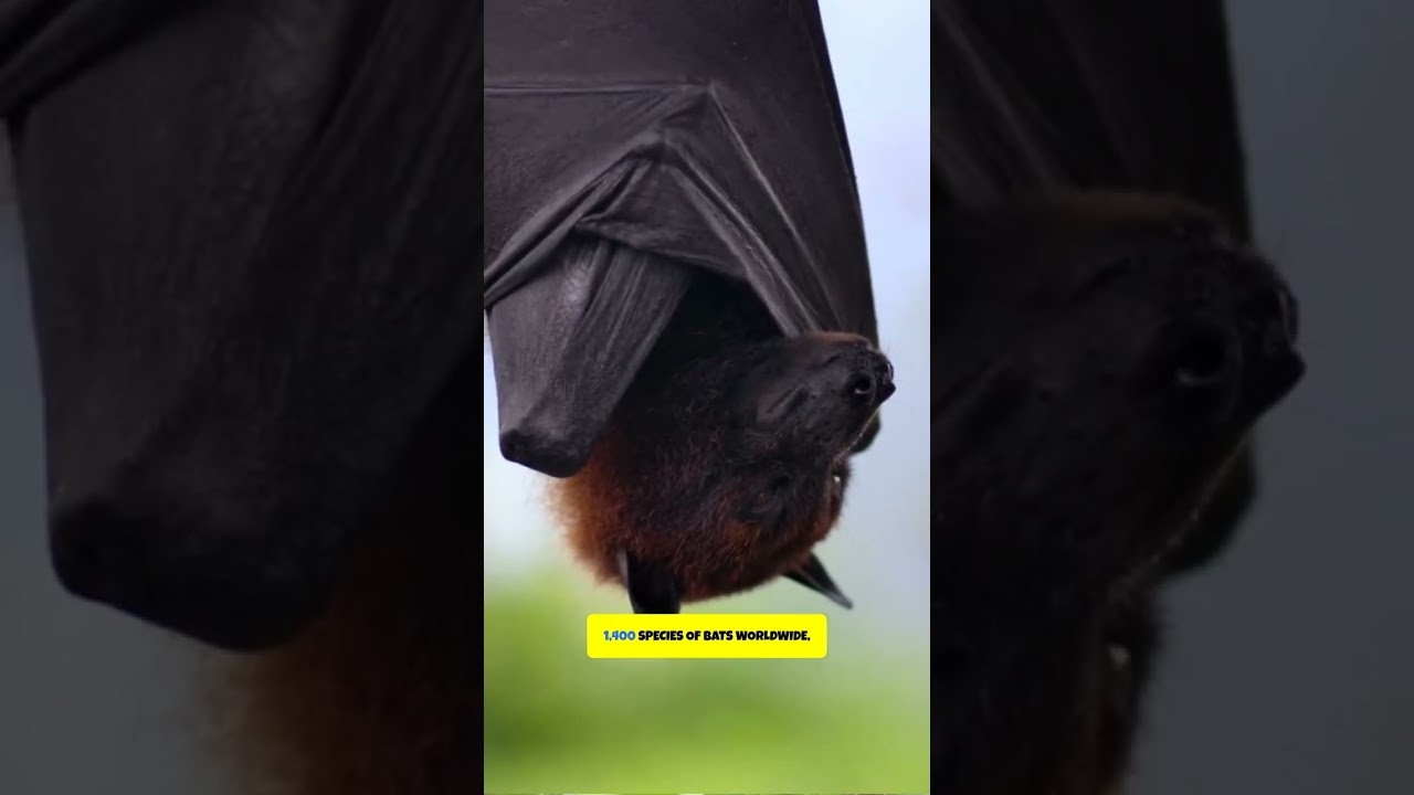 Bat-tastic Facts: The Only Flying Mammals!