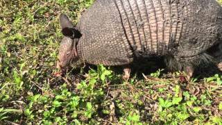 20.02.16 Броненосец 2  Honeymoon Island - Florida State Parks