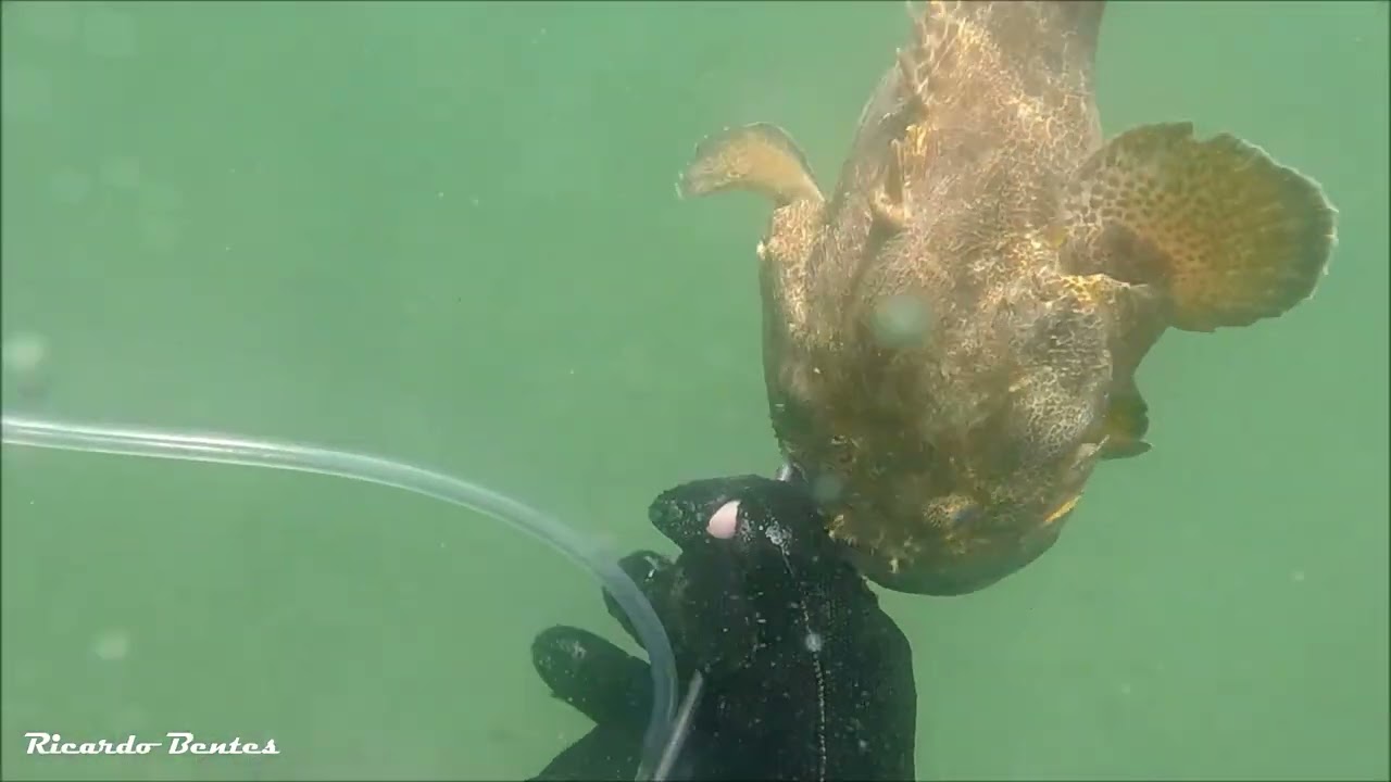 charroco 1,4kg Pescasub Portugal - YouTube