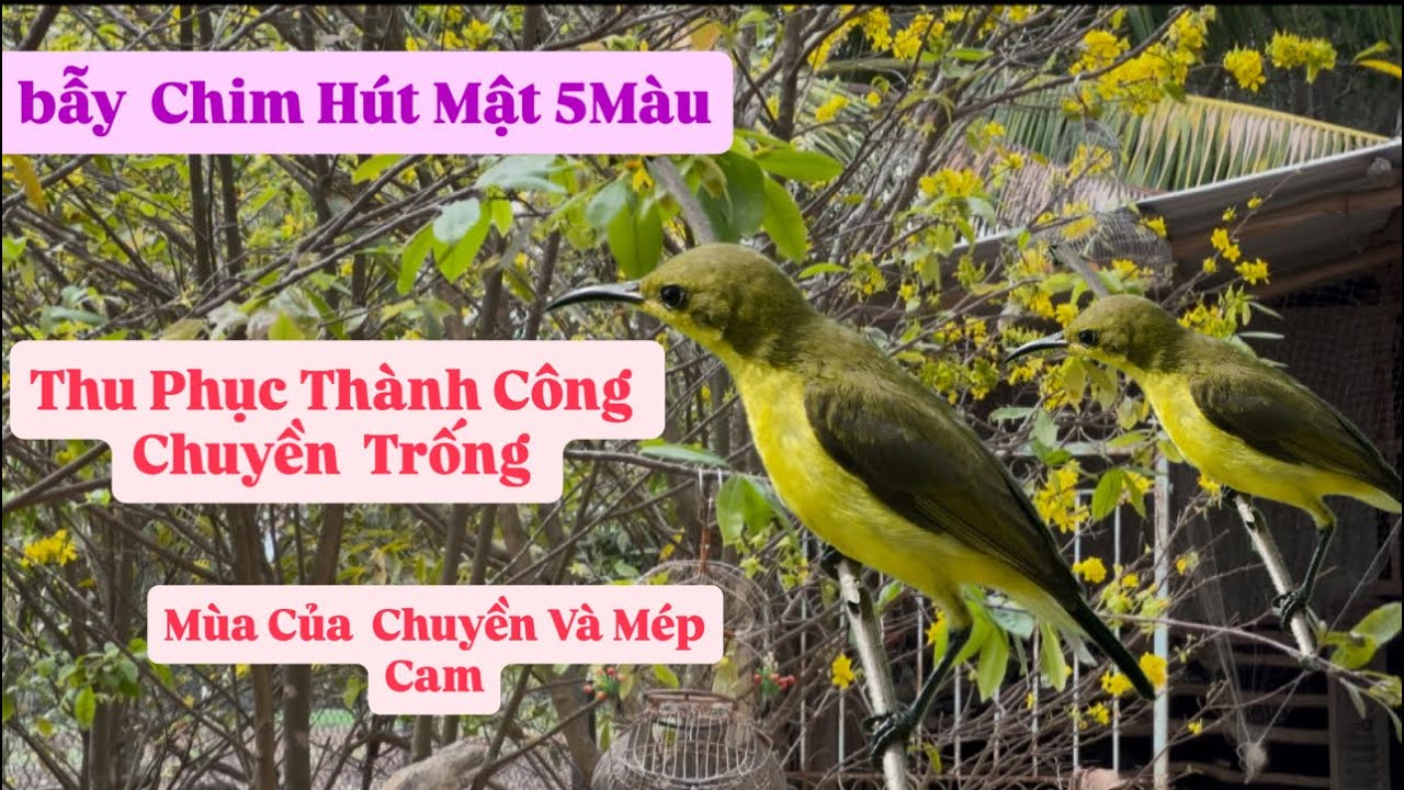 Đi Bẫy Chim Hút Mật Một Ngày Bất Ổn Mưa Bão Toàn Chim Chuyền Và Ngắm Cảnh Đẹp Quê Quá Đã 