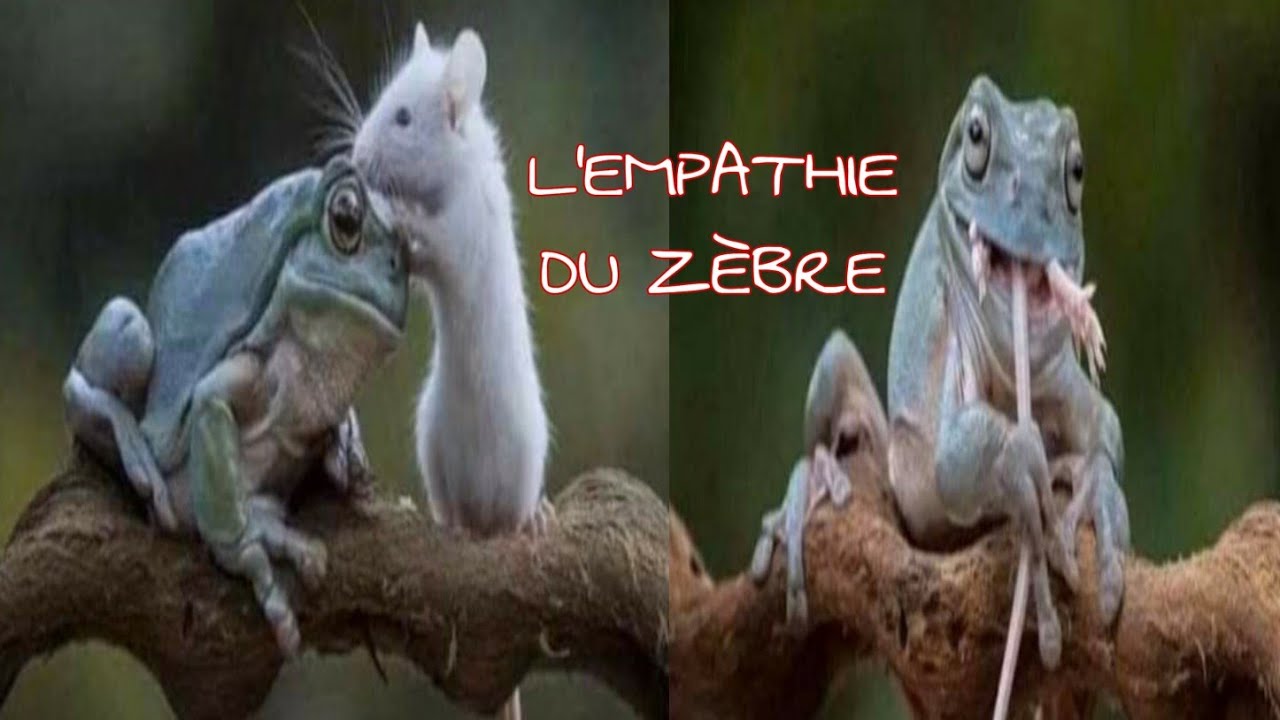 L'EMPATHIE DESTRUCTRICE DU ZEBRE AVEC LE PERVERS NARCISSIQUE