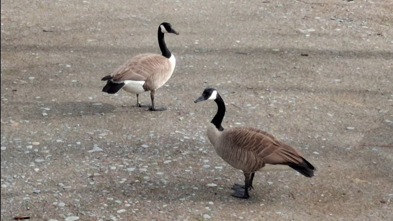 Spring Is Springing Up Spring is Springing - YouTube
