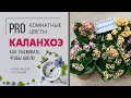 Солнечный жизнелюб - простые правила дружбы с каланхоэ