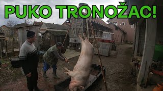 Klanje zimina u Jadru i Rađevini-Svinjoklj kod Marka Traktoriste! Obični neobični snimci #17