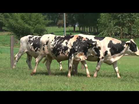 LOTE 240   21º LEILÃO SANTA LUZIA   LEITE COM RAÇA🥛🐄