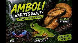 Amboli!! Hidden Gem of Western Ghat, What tourists NEVER See! #wildlife #nature #amboliwaterfall 