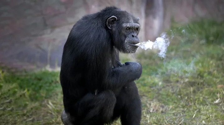 大猩猩抽烟上瘾，每天至少一包烟，要是没有它就揍人 - 天天要闻