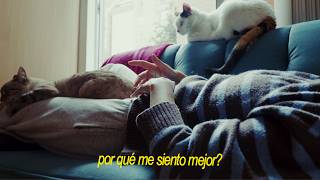 How I improved my life, explained with my cats :)