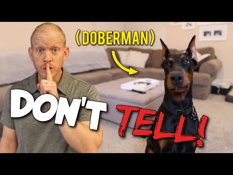 Video: Semua Mengenai Dobermans: 11 Perkara yang Anda Tidak Tahu
