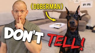 15 Things Only a Doberman Owner Understands