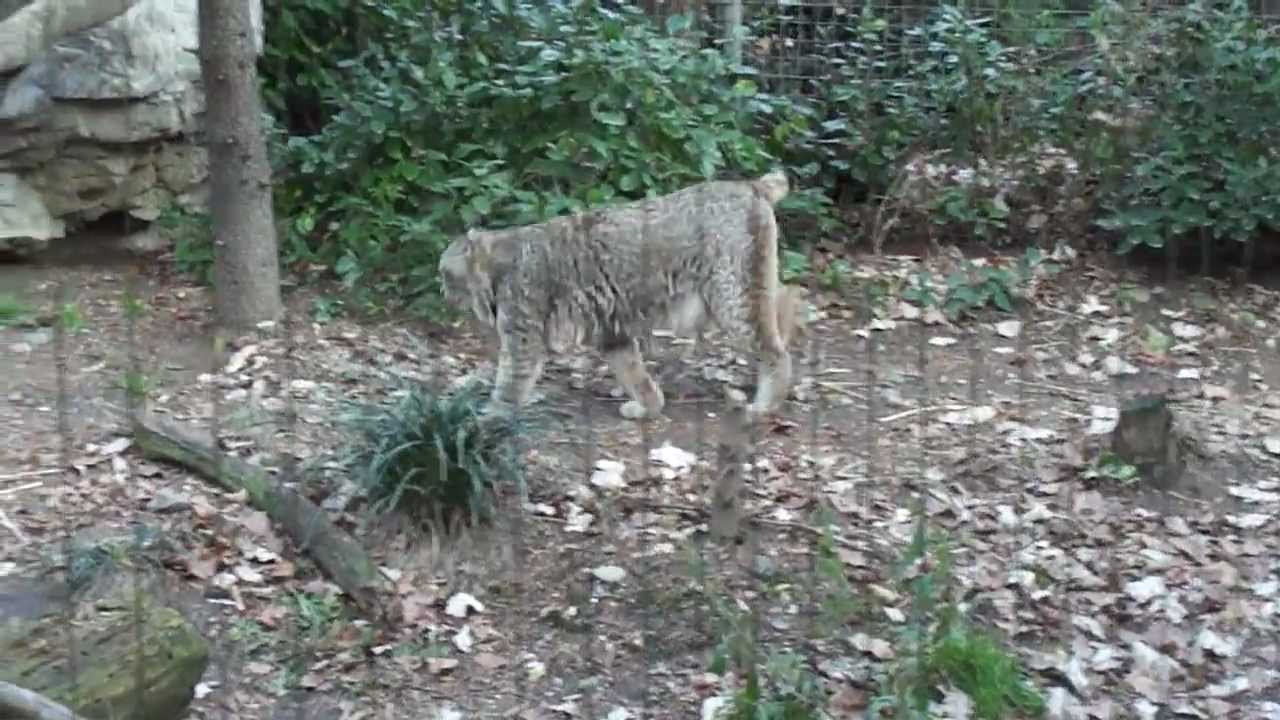 Lynx exhibit at The Queens Zoo Queens NY YouTube