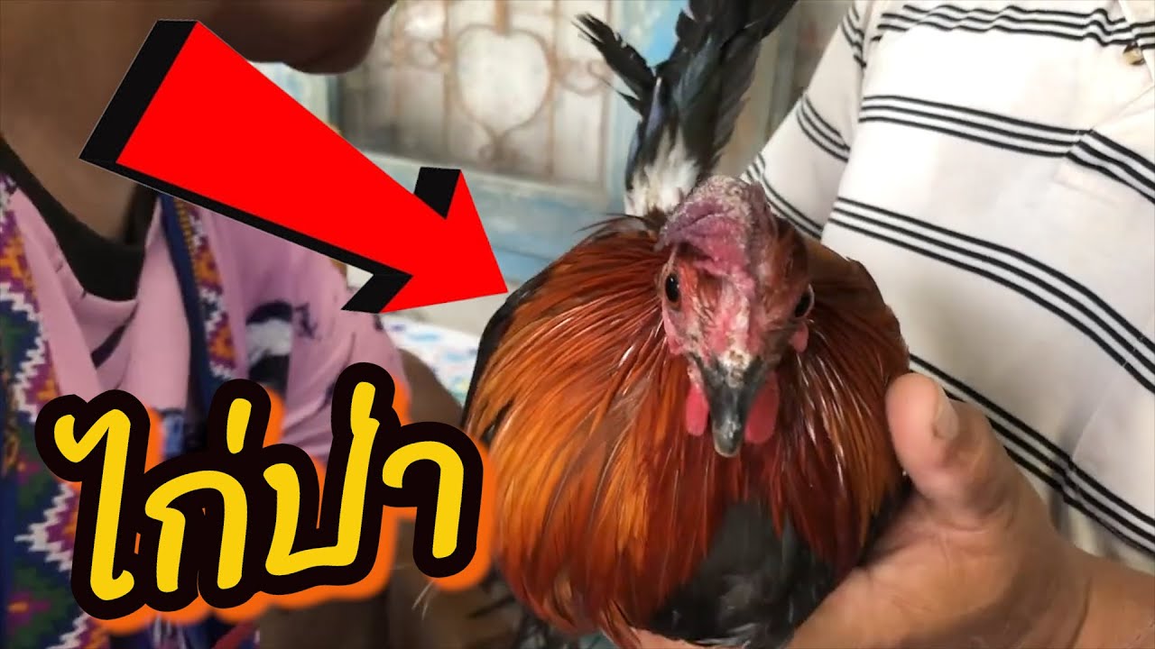 ไก่ป่า ได้มาใหม่ต้องทำสิ่งนี้่ด้วย(มือใหม่ต้องดู)
