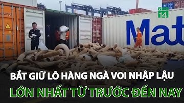 Bắt giữ lô hàng ngà voi nhập lậu lớn nhất từ trước đến nay tại Hải Phòng | VTC14