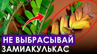 видео: Как укоренить ЗАМИОКУЛЬКАС, чтобы он точно прижился? / Тонкости и хитрости черенкования растений! картинка: Как укоренить ЗАМИОКУЛЬКАС, чтобы он точно прижился? / Тонкости и хитрости черенкования растений!