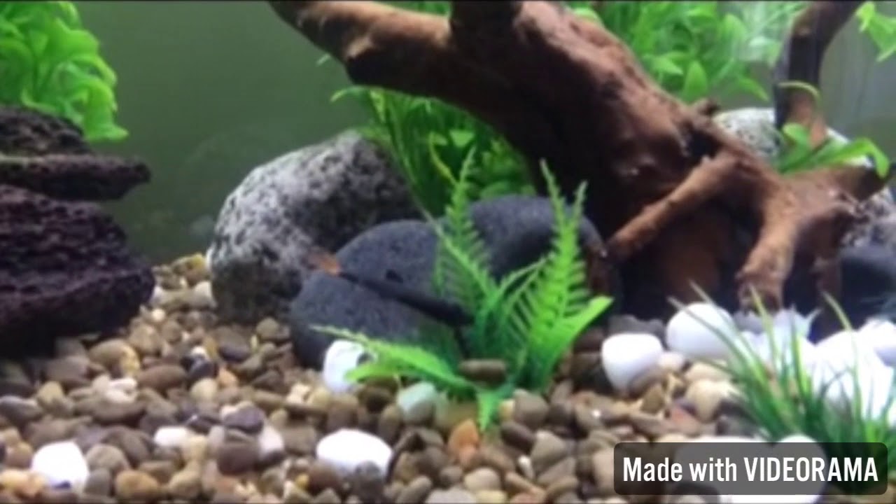 (RED TAIL BLACK SHARK) care info