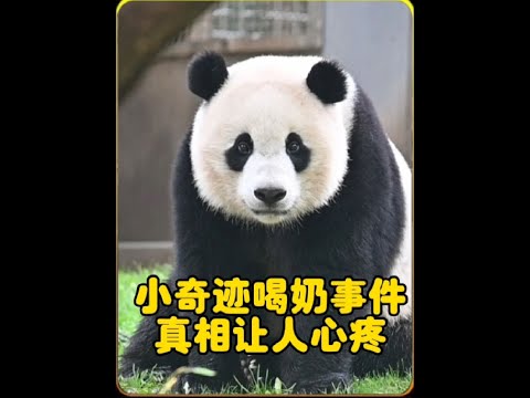 网传小奇迹被喂肥皂水喝，真相究竟是故意还是误会#小奇迹【快言快娱】