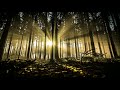 free , Forest, trees, sunlight Hd 4k