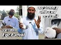 Top 5 indian high flying pigeons  furkan bhai rampur arshad idrisi pigeon lover