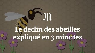 Le déclin des abeilles expliqué en 3 minutes