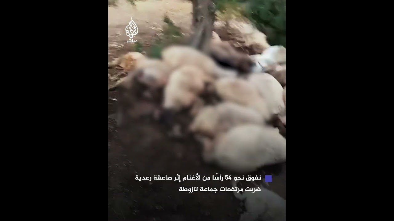 صاعقة رعدية تتسبب في نفوق نحو 54 رأسًا من الأغنام في المغرب