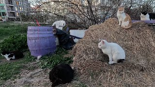 Stray cats / Уличные котики