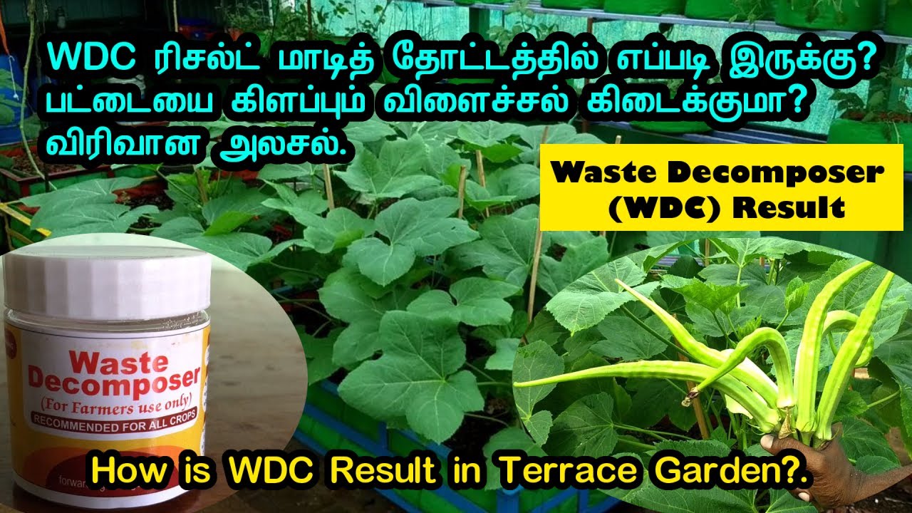 WDC ரிசல்ட்  மாடித் தோட்டத்தில் எப்படி இருக்கு? விரிவான அலசல் | How is WDC Result in Terrace Garden?