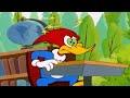 Woody Woodpecker | The fairy tells Woody off | Woody Woodpecker