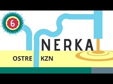 Nerka 6: Ostre kłębuszkowe zapalenie nerek (poinfekcyjne)