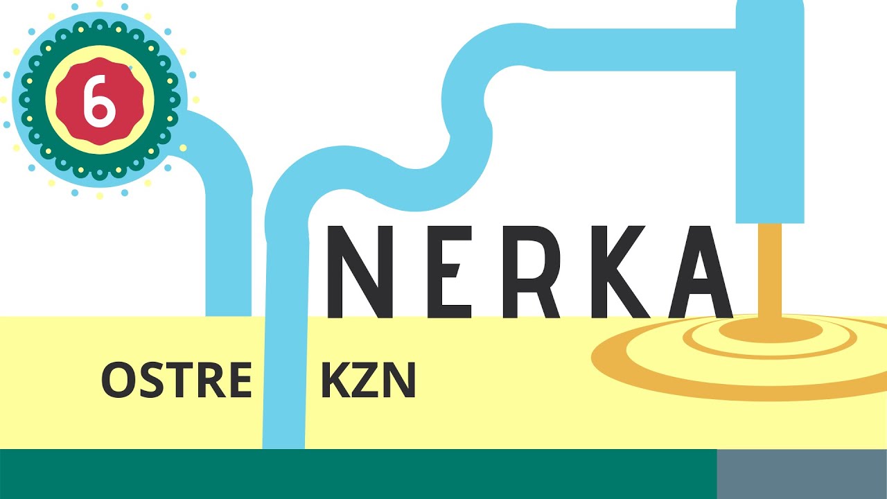 Nerka 6: Ostre kłębuszkowe zapalenie nerek (poinfekcyjne) — Transcript