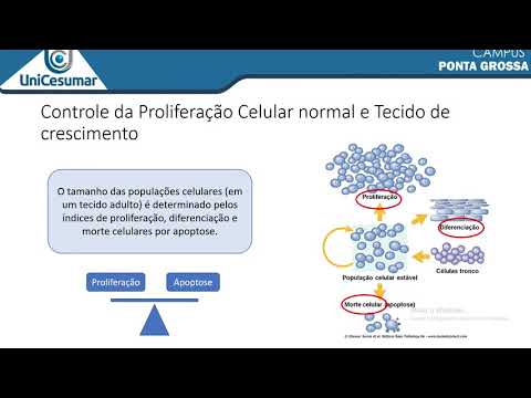 Vídeo: Uma População Preexistente De Células Quiescentes ZEB2 + Com Características De Caule E Mesênquima Dita A Quimiorresistência No Câncer Colorretal