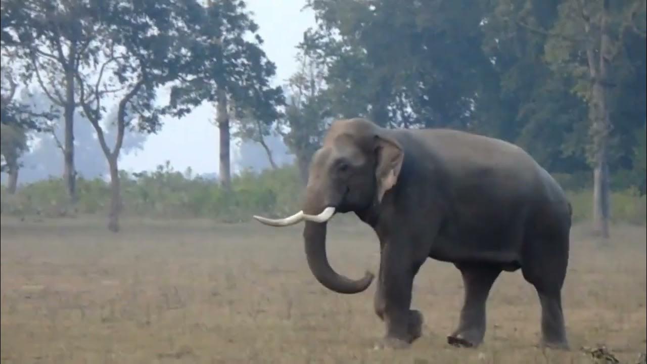 handsome | massive tasker elephant | elephant is the of Indian jungles. - YouTube