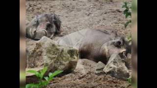 A Day Out At Marwell Zoo