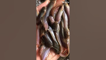 cá giống sơn phát Bình Thuận chuyên cung cấp các loại cá giống đi các tỉnh ai cần LH 0372076731e sơn