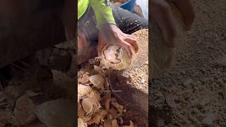 Amazing Brown Mature Coconut Cutting - Fruits Cutting Skill