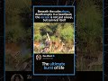Crocodile Ambush! Watch This Impala’s Unbelievable Escape #CrocodileAttack #Survival