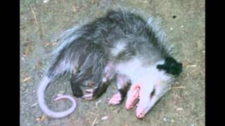 Video thumbnail of "Five Pounds of Possum by Troublesome Hollow"