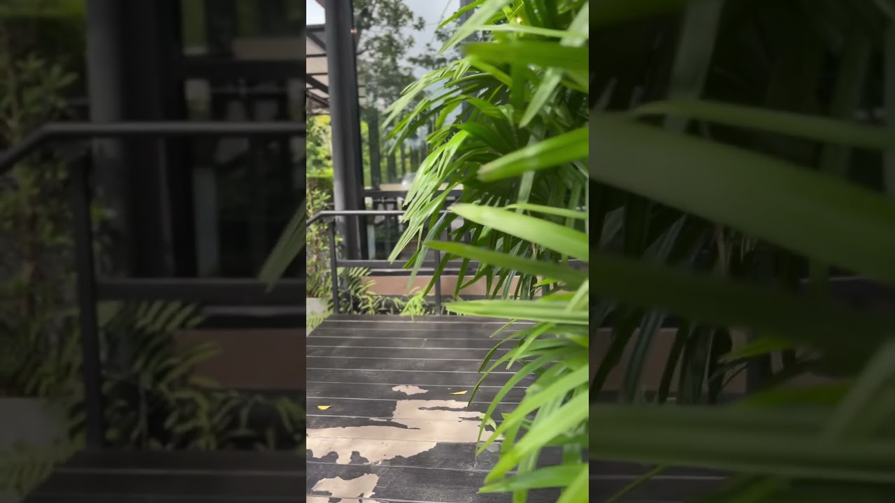 Cafe amazon coffee rasta